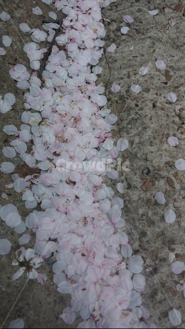 벚꽃,꽃잎,자연,봄,식물,식물,자연,plants,nature,꽃,flower