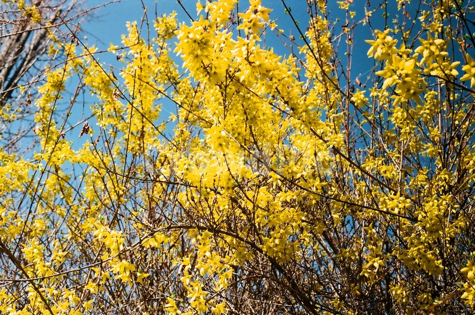 꽃,개나리,봄,식물,plant,봄,계절,spring,season,식물,자연,plants,nature,꽃,flower