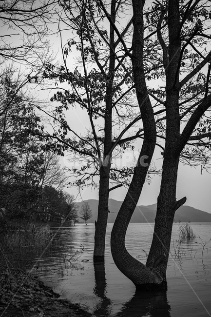 tree,나무,plant,식물,treetrunk,나무줄기,흑백,black