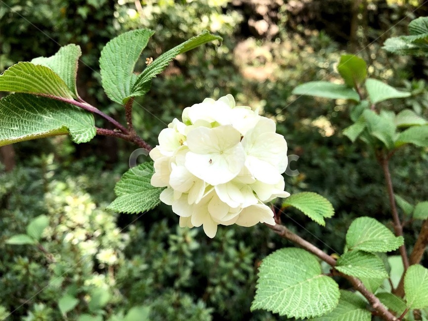 꽃,봄꽃,flower,white,초록,하얀,흰색,푸른,풀,자연