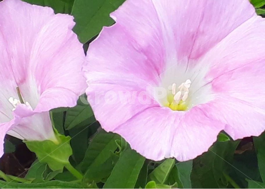꽃,핑크,분홍,나팔꽃,자연,식물,자연,plants,nature,꽃,flower