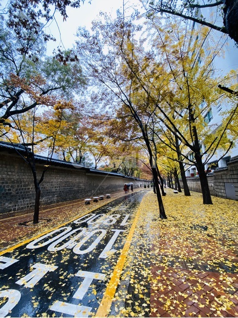 나무,tree,낙엽,덕수궁,덕수궁돌담길,돌담,가을,계절,fall,autumn,season