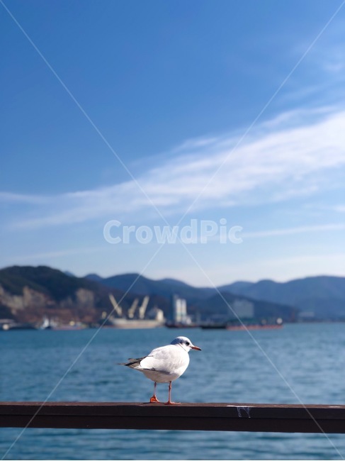 갈매기,바다,하늘,구름,자연,동물,animal,조류,새,birds