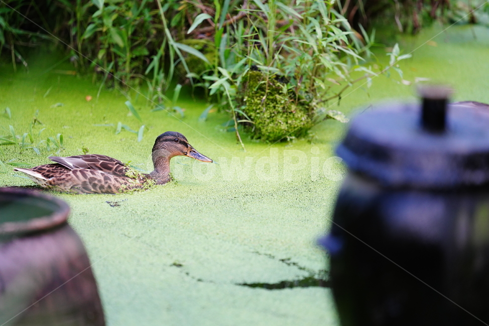 오리,생물,bird,동물,새,animal,duck,조류,새,birds