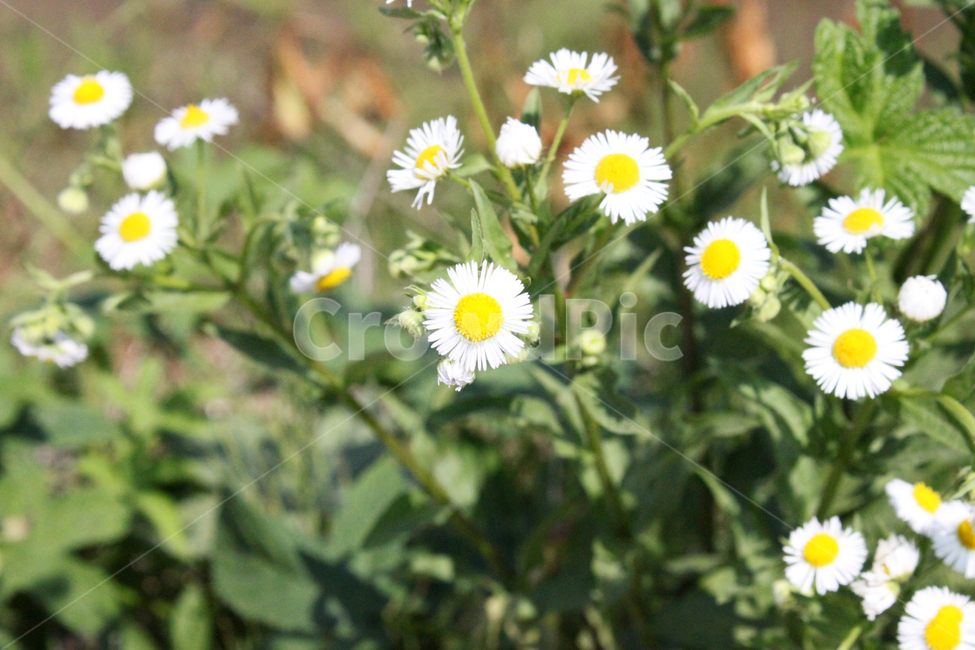 꽃,미니국화,식물,flower,plant
