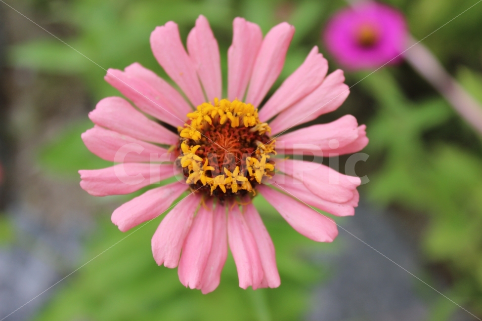 꽃,식물,자연,풍경,분홍,노랑,flower,nature,pink,식물,자연,plants,nature,꽃,flower