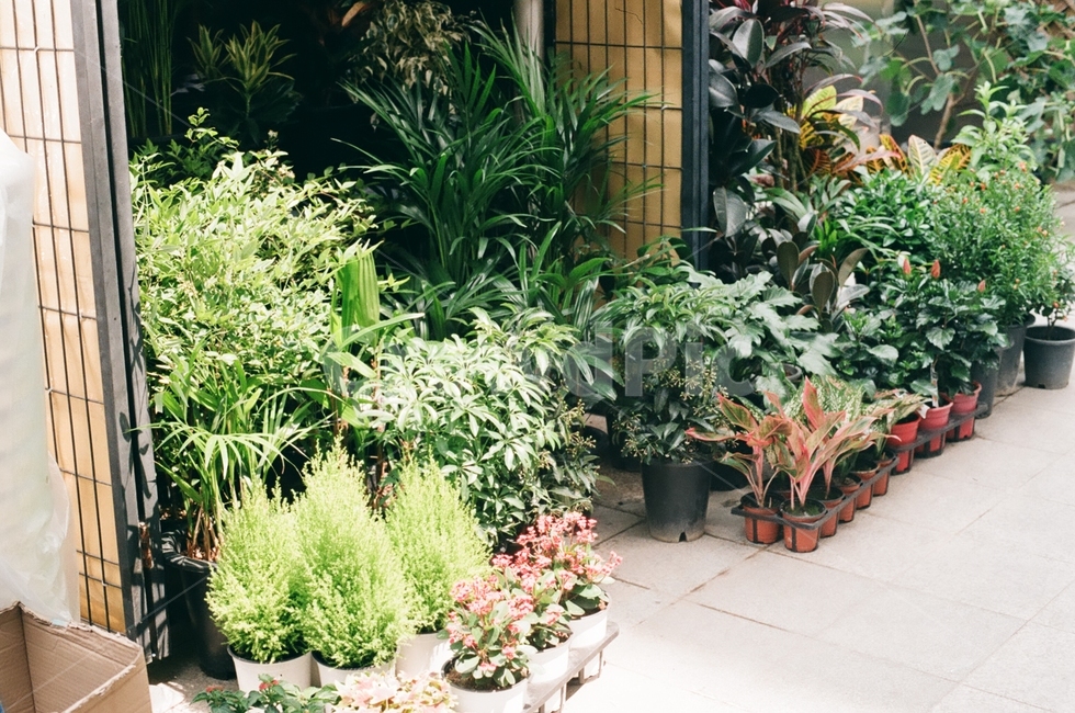 식물,plant,햇살,green,초록,평화로운,꽃집,오후,식물,자연,plants,nature,꽃,flower,감성,sensible,feeling
