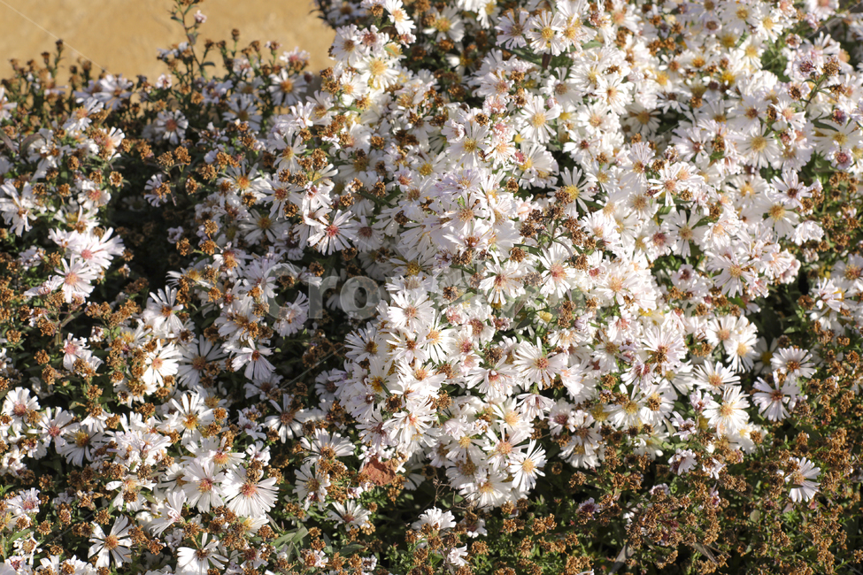 꽃,하얀꽃,꽃밭,꽃송이,작은꽃,식물,자연,plants,nature,꽃,flower