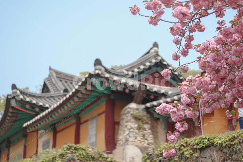 꽃,벚꽃,겹벚꽃,봄,벚꽃놀이,봄,계절,spring,season,한국전통,한국문화,korean traditional,korean culture,식물,자연,plants,nature,꽃,flower