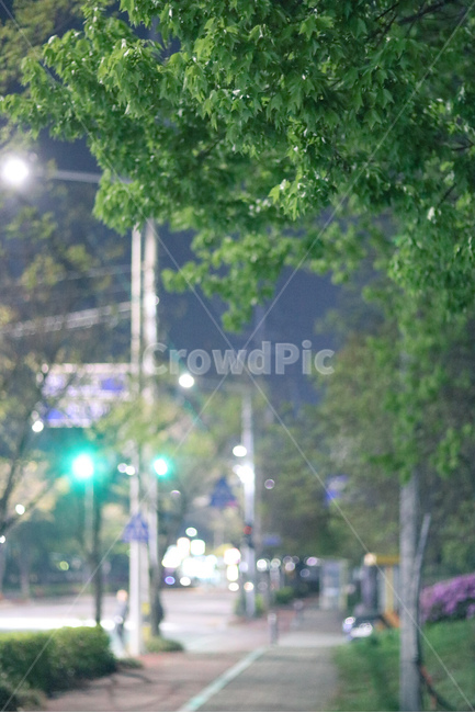 봄,여름,나무,초록,길,도로,야경,밤,풍경,nightscape,night,landscape,도시,city,한국도시풍경,한국도시경관,korea cityscape,식물,자연,plants,nature,flare,플레어,light,빛