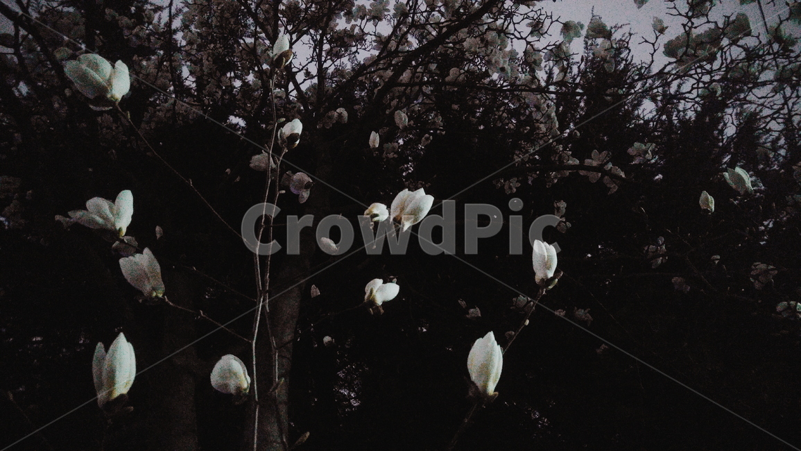목련,꽃,밤,목련꽃,magnolia,봄,나무,tree,식물,plant,flower