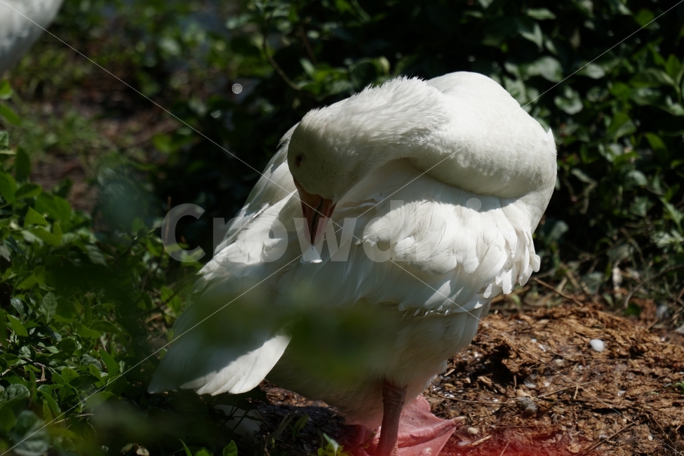 오리,백조,새,조류,동물,호수,강,자연,nature,bird,duck,lake,river,animal,swan,감성,감성사진,스냅,스냅사진,snap,snapshot,풍경,landscape,고니,한국자연,korea,물결,석촌호수,서울,seoul,코리아,동물,animal,조류,새,birds
