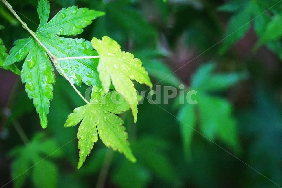 비,봄,단풍나무,새잎,새순,연초록,식물,자연,plants,nature