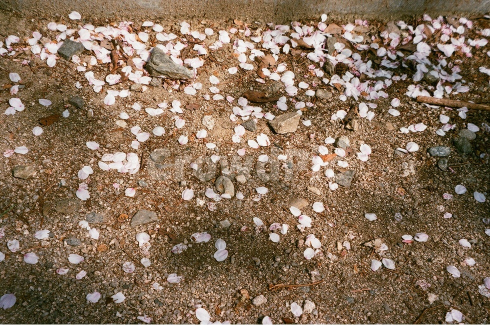 봄,벚꽃,벚꽃잎,땅,필름사진,감성사진,필름카메라,낙엽,흰벚꽃,분홍벚꽃,흙,돌,돌멩이,그림자,빛,햇살,봄꽃,흰색,분홍색,갈색,회색,필름,아날로그,무보정,spring,cherryblossom,floralleaf,petal,pinkcherryblossom,film,ground,stone,shadow,light,springflower,white,pink,brown,gray,analog,nocorrection,filmphotography,fallenfloralleaf,fallenfloralleaves,sakura,봄,계절,spring,season,꽃,flower,gravel,자갈,dirt road,흙길,road,도로,바닥,nature,자연