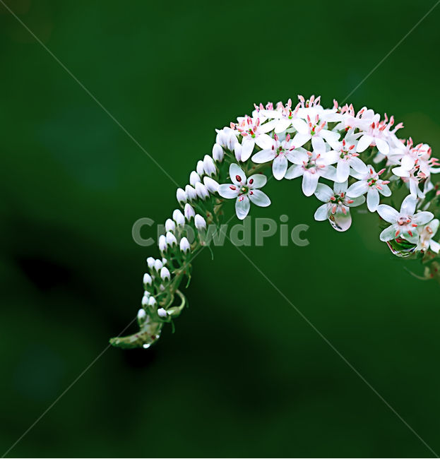 큰까치수염,까치수염,매크로,자연,접사,흰색,야생화,산꽃,식물,꽃,plants,nature,flower,식물,자연,plants,nature,꽃,flower