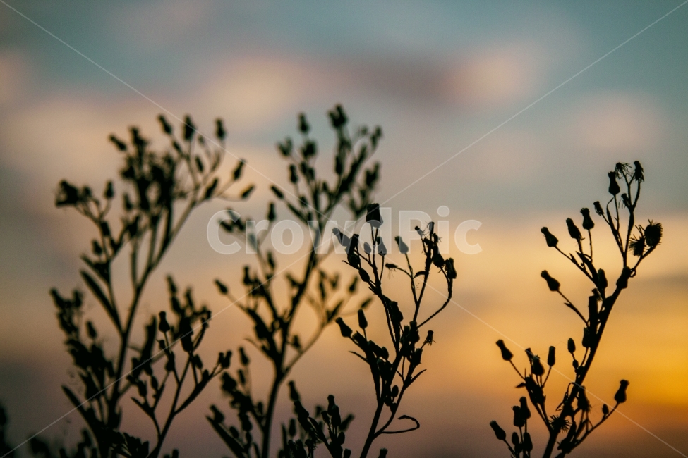 풀,노을,필름,sunset,감성,꽃,flower,식물,자연,plants,nature,감성,sensible,feeling