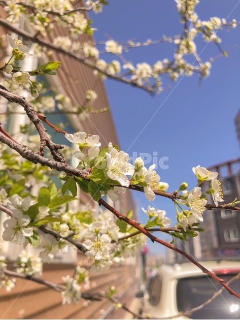 꽃,봄,계절,나무,fiower,spring,season,봄,계절,spring,season,식물,자연,plants,nature,꽃,flower,plant,blossom