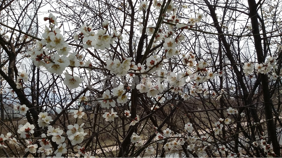 꽃,나무,자연,근접촬영,flower,식물,자연,plants,nature,꽃,flower