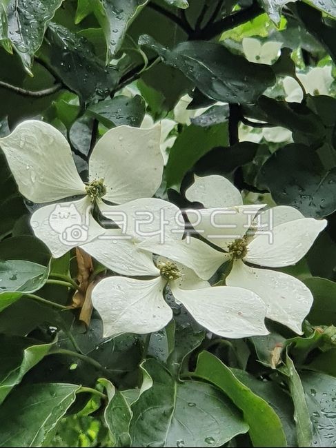 산딸나무,나무,흰색꽃,낙엽활엽수,십자가나무,층층나무과,cornuskousa