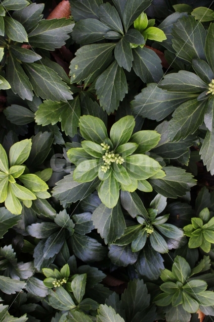 잎,식물,자연,초록,초록색,봄,여름,햇빛,햇살,식물,자연,plants,nature