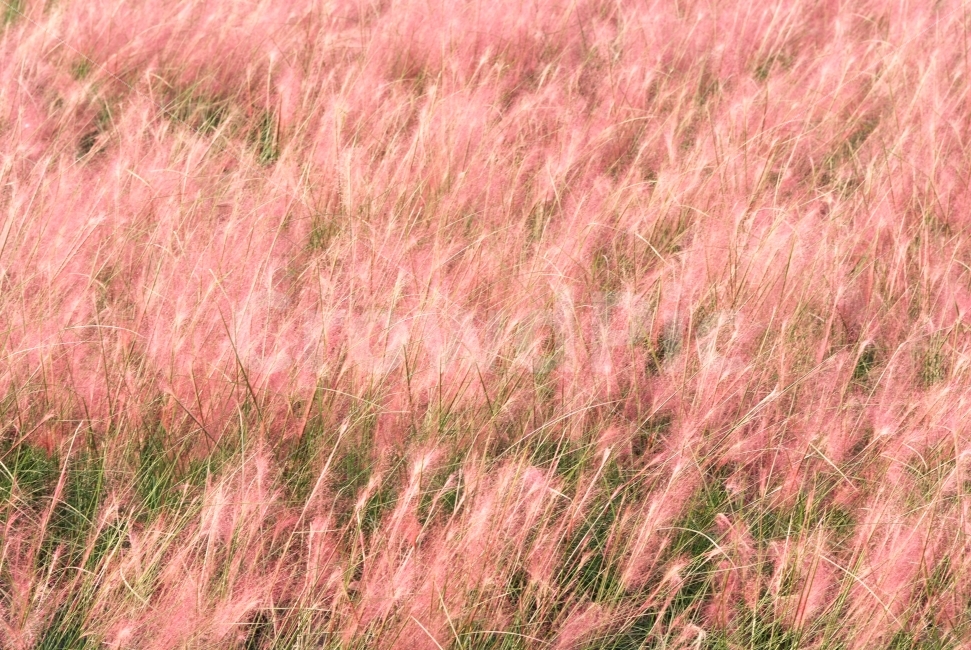 핑크뮬리,가을,핑크억새,억새,pinkmuhly,식물,가을,계절,fall,autumn,season,식물,자연,plants,nature,감성,sensible,feeling,색깔,색상,색채,색감,color sense,color sensitivity,feeling of color,grass,잔디,plant,vegetation,초목,bush,부시