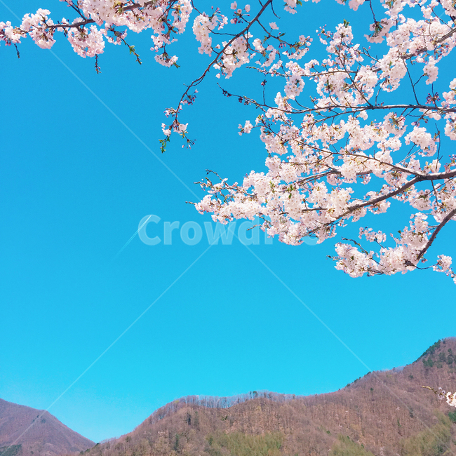 봄,벚꽃,하늘,비행기,민들레,spring,감성,힐링,위안,봄,계절,spring,season,꽃,flower,plant,식물