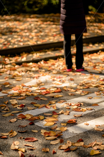 가을,낙엽,공원,빨간,쓸쓸한,감성,빈티지,단풍,가을,계절,fall,autumn,season,고독함,외로움,쓸쓸함,우울함,슬픔,lonely,solitary,plant,식물,leaf,잎