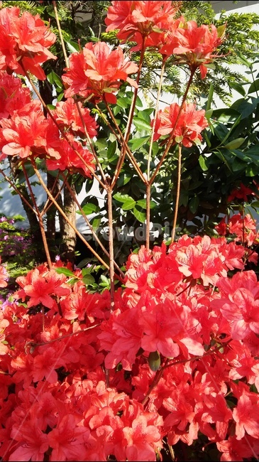 철쭉,야외,초여름,ㅣ만개,붉은철쭉,식물,자연,plants,nature,꽃,flower