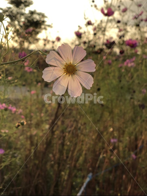 plant,식물,코스모스,cosmos,가을,fall,가을,계절,fall,autumn,season