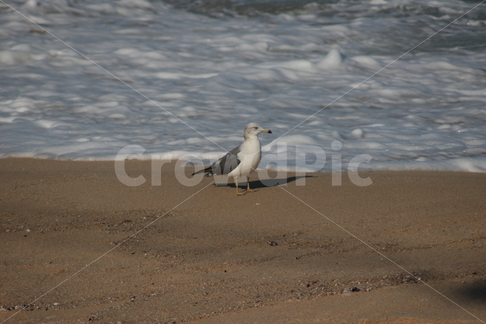 동물,새,갈매기,조류,바다,gull,한마리,해변,해변,바다,beach,sea,동물,animal,조류,새,birds