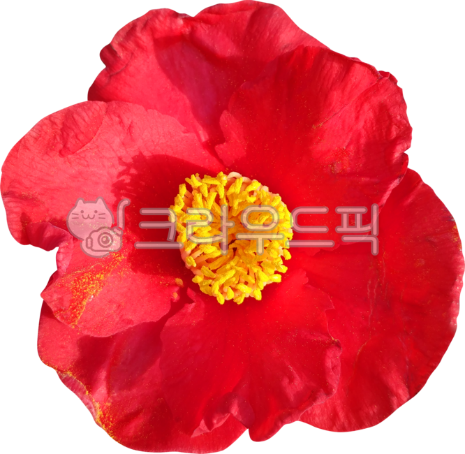 동백,동백꽃,blossom,화분,camellia,꽃,plant,식물,flower,pollen,수술,암술,honey,꿀,까멜리아,동백나무,겨울꽃,겨울,계절,빨간꽃,붉은꽃,꽃수술,붉은동백,자연,nature,꽃잎,잎,leaf,동백꽃필무렵,동박새,빨강,노랑,활짝,꽃피다,활짝핀꽃,누끼