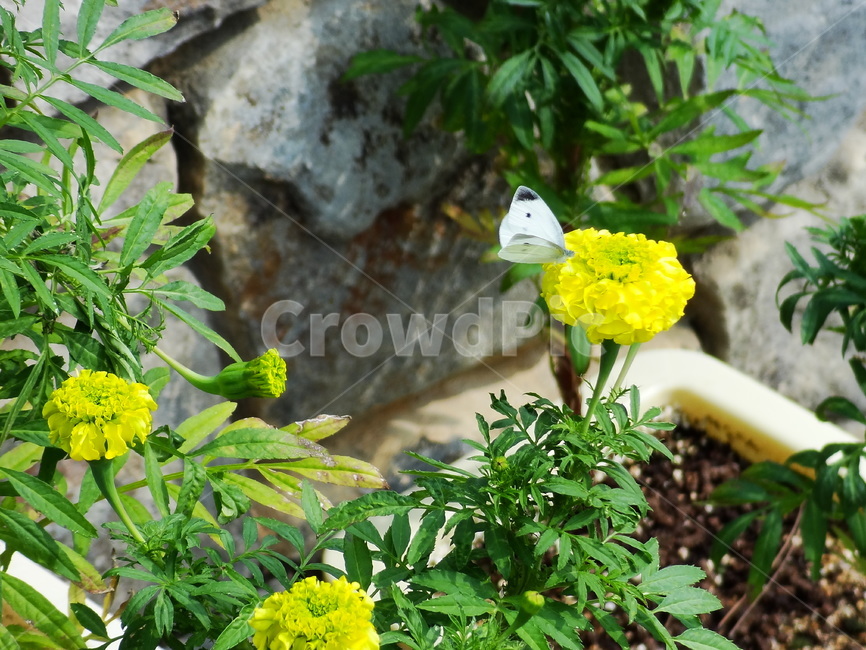 pottery,도기류,vase,병장식,jar,항아리,plant,식물,pottedplant,화분,planter,herbs,허브,나비,꽃,꽃잎,flower,butterfly,식물,자연,plants,nature