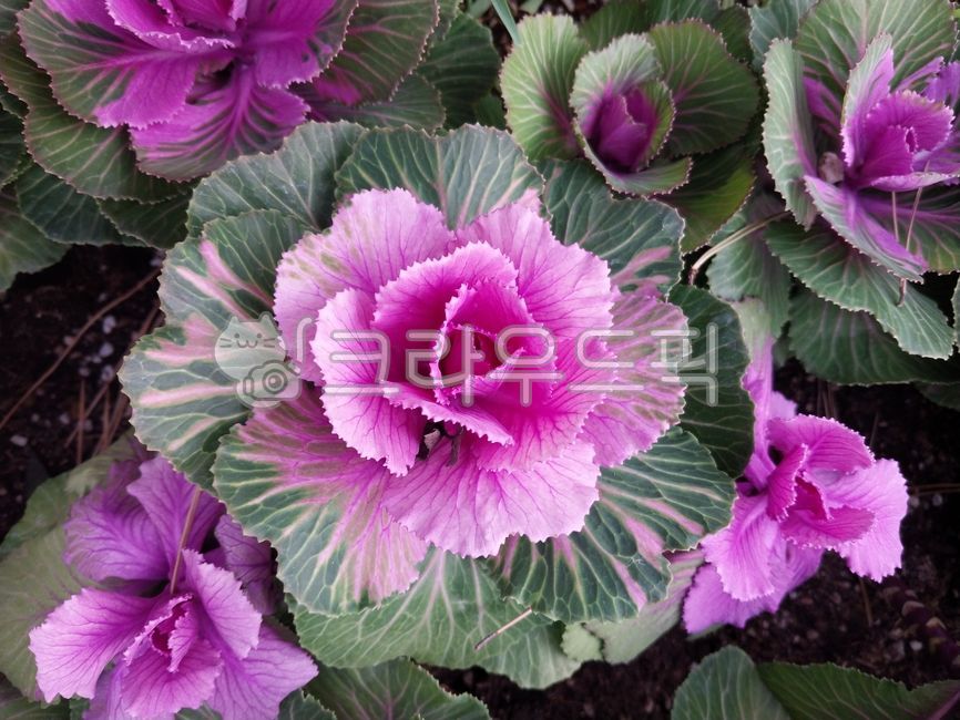 purple,보라,꽃배추,꽃케일,장식용양배추,ornamentalkale,화초배추,floweringcabbage,ornamentalcabbage,floweringkale,배경화면