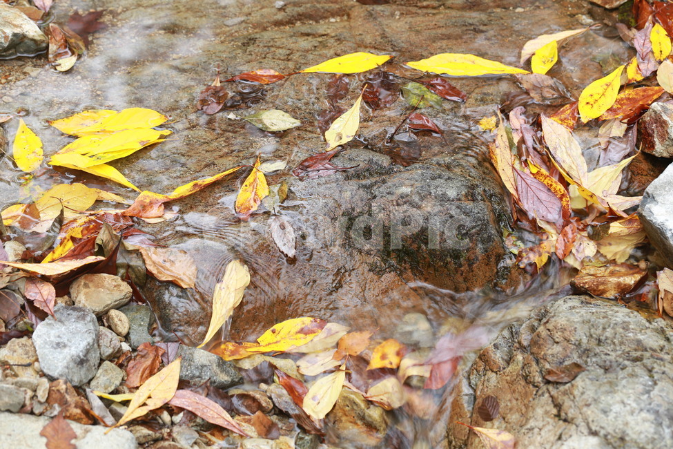 가을,낙엽,단풍,계곡,세월,유수,가을,계절,fall,autumn,season,leaf,잎,plant,식물,ground,바닥