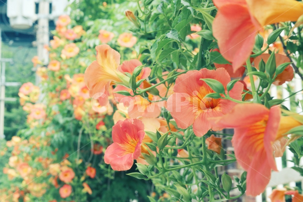 능소화,꽃,flower,식물,plants,식물,자연,plants,nature,꽃,flower,감성,sensible,feeling