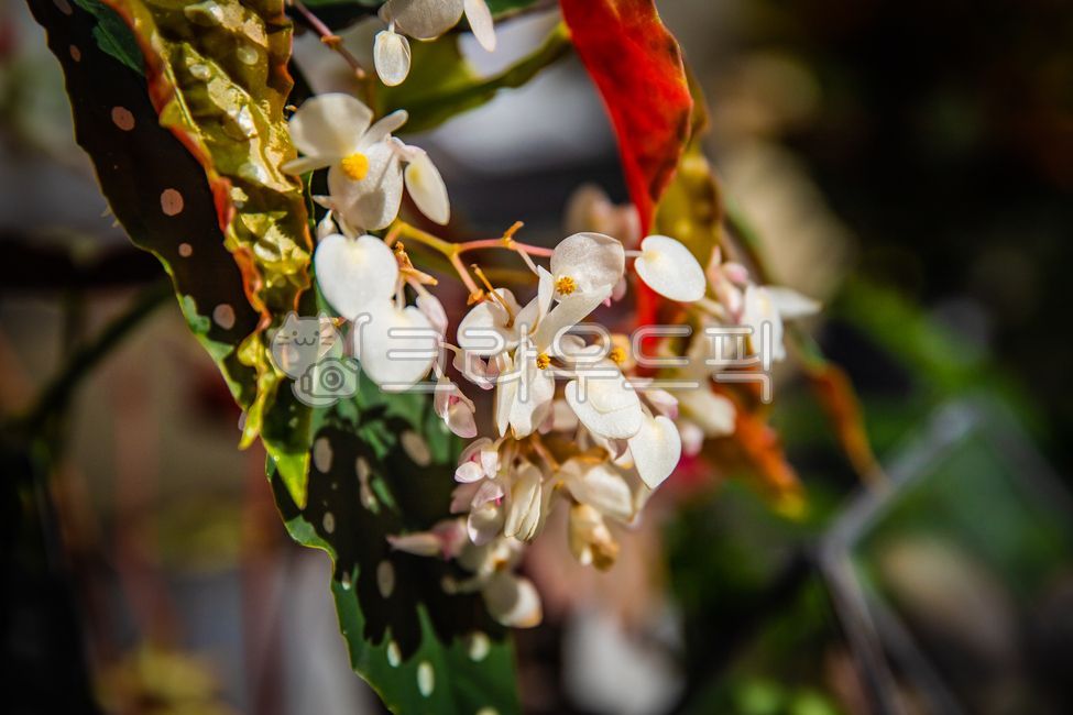 반려식물,흰꽃,petal,꽃잎,flower,꽃