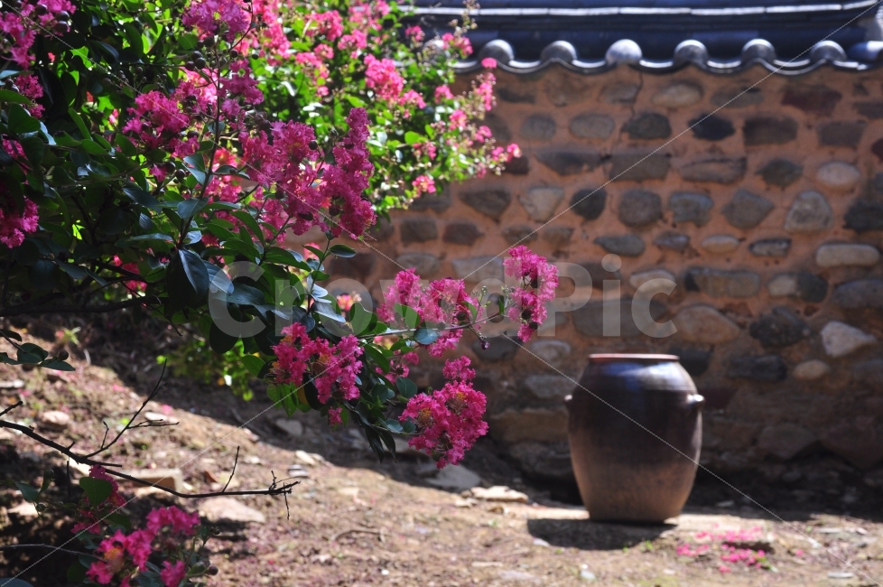 한여름,배롱나무,하목정,대구달성,고택,한국전통,한국문화,korean traditional,korean culture,식물,자연,plants,nature,꽃,flower