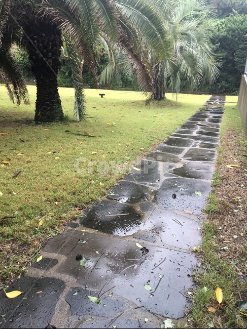 비오는날,돌길,제주도정원,잔디밭,정원,야자수,자연,풍경,nature,landscape,flagstone,판석
