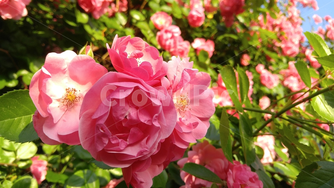 장미,꽃,분홍장미,분홍색,식물,녹색,배경,감성,계절,rose,flower,pinkroses,pink,flant,green,background,emotional,season,outdoors