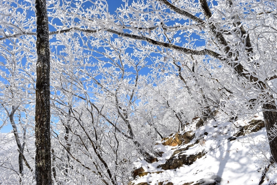 소백산,눈꽃풍경,상고대,겨울풍경,국립공원,겨울동화,눈풍경,파란하늘,100대명산,겨울명산,설경,서리꽃,영동,snow,landscape,자연,풍경,nature,landscape,겨울,계절,winter,season,outdoors,옥외,눈