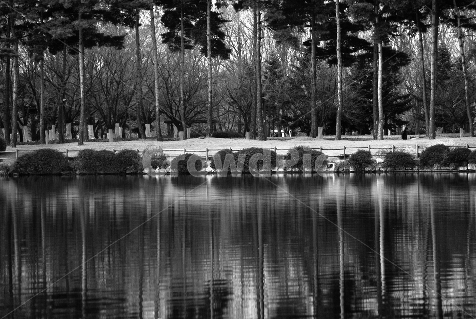일산,호수공원,대칭,흑백,가을,outdoors,옥외,tree,나무,plant,식물,water,물,nature,자연