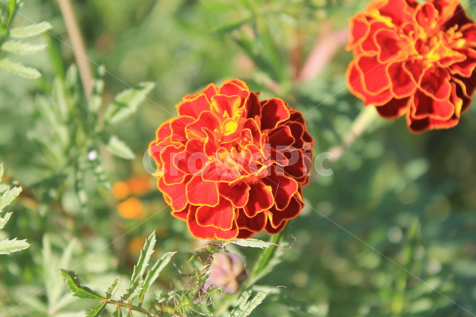 만수국,가을,식물,꽃,autumn,fall,plant,flowers,geranium,flower,제라늄,매리골드,메리골드,marigold,식물,자연,plants,nature,꽃,flower