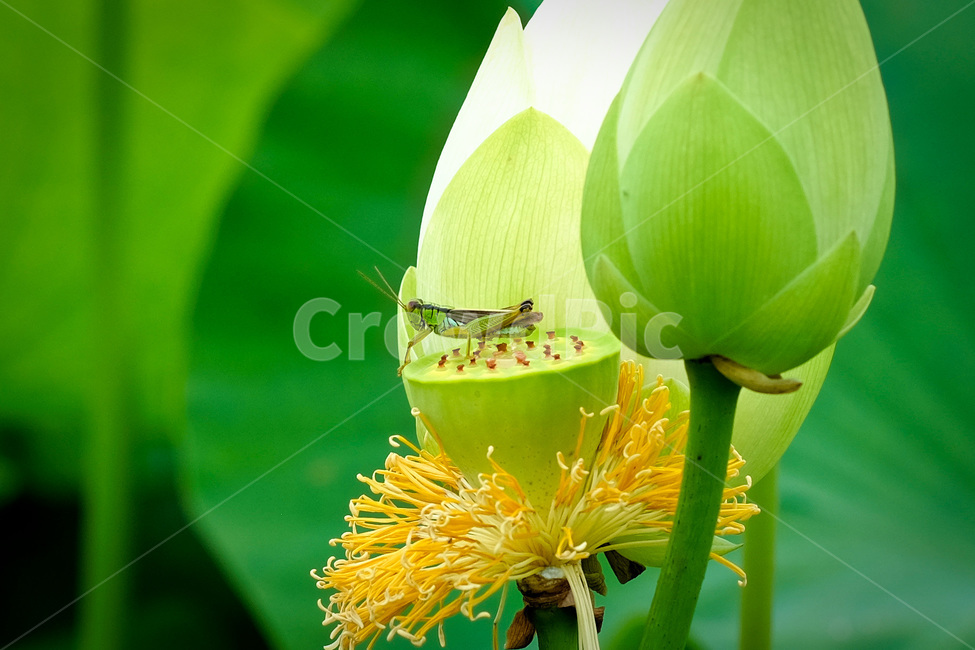 연꽃,여름,매뚜기,청정,시선,감성,식물,자연,plants,nature,곤충,벌레,insect,bug