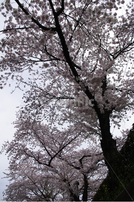 벚꽃,나무,꽃,식물,봄,flower,봄,계절,spring,season,식물,자연,plants,nature,나무,trees,wood,plant,tree