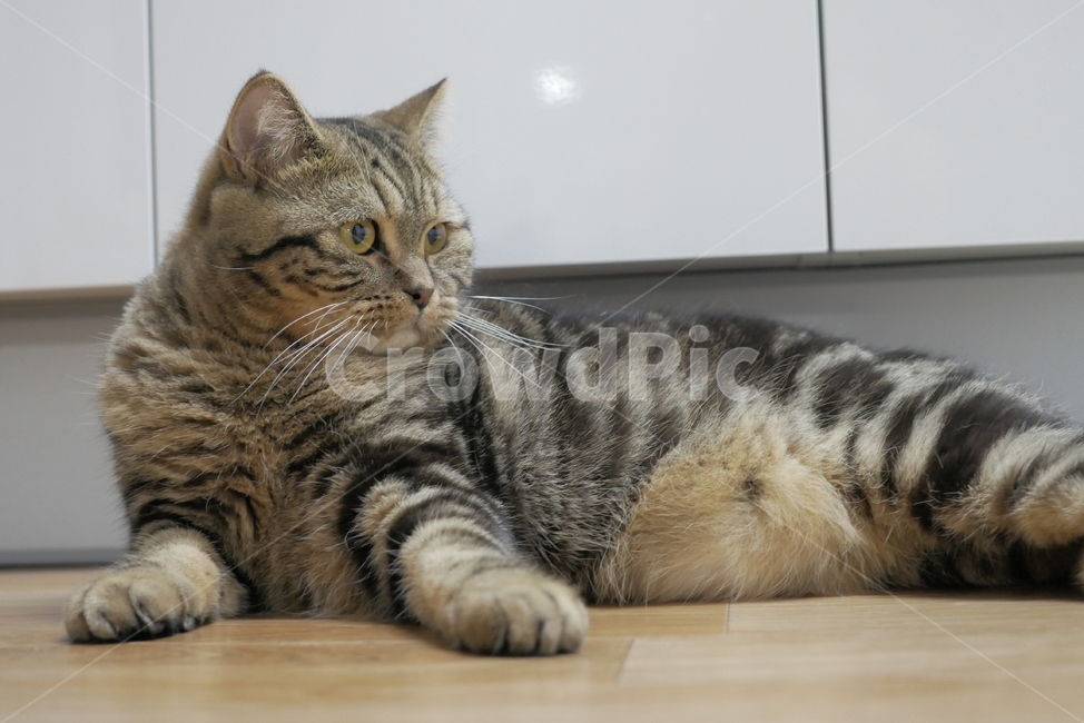 고양이,개냥이,동물,표정,얼굴,귀여운,동물,animal,포유류,mammal,고양이,cat,kitten,kitty
