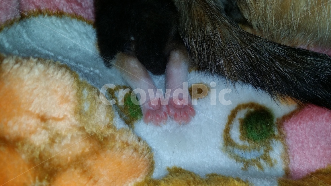 아기고양이,생명,신비,고양이발바닥,발바닥,고양이,반려동물,탄생
