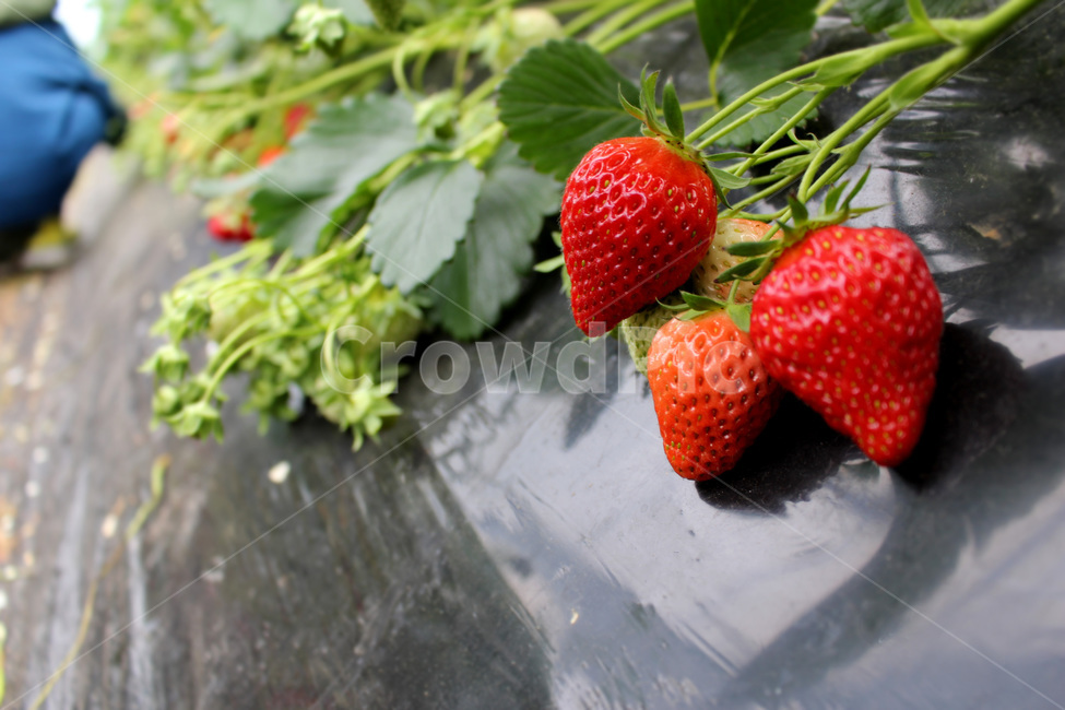 딸기,딸기밭,봄,과일,초록,식물,자연,plants,nature,과일,열매,fruit