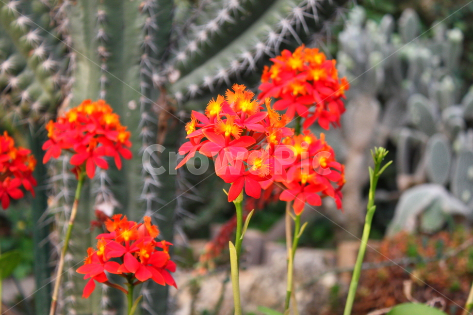 식물,꽃,plant,flower,blossom,식물,자연,plants,nature,꽃,flower