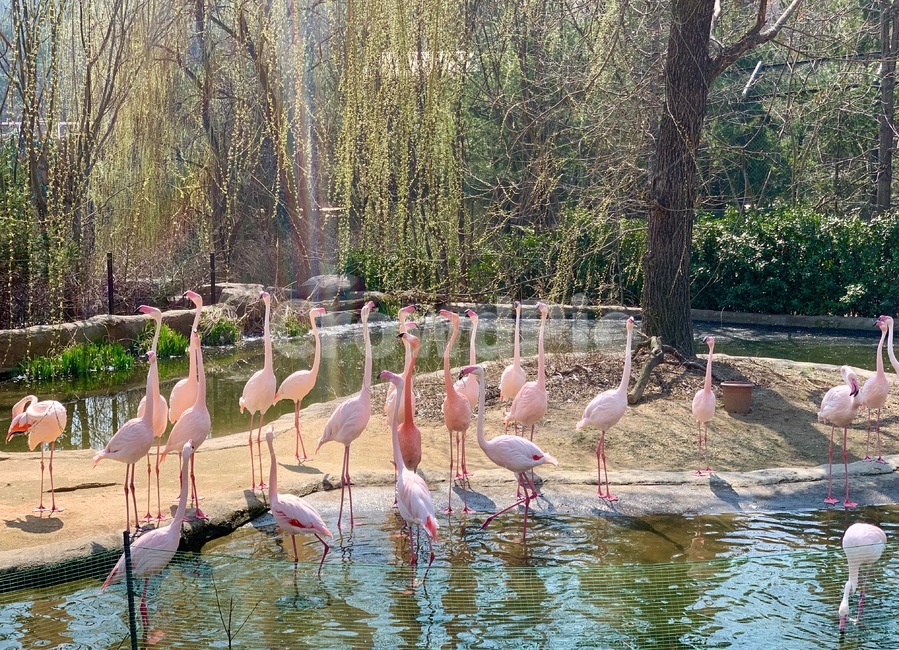 animal,동물,홍학,flamingos,새,bird,mammal,포유류,동물원,zoo,초식동물,야생동물,wildanimal,wildlife
