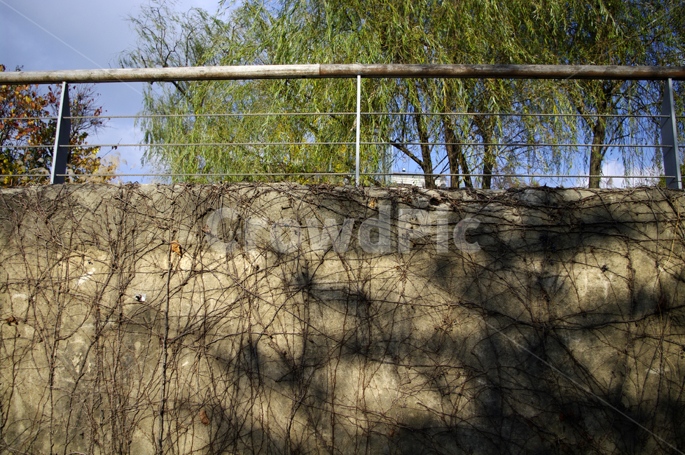 나무,하늘,식물,그림자,담벼락,자연,풍경,nature,landscape,wall,벽